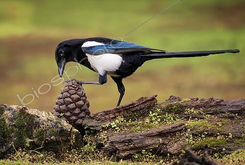 Biosphoto | 2608932 | Eurasian Magpie (Pica pica) on pine cone, Valladolid, Spain | &copy; Ignacio Yufera / Biosphoto