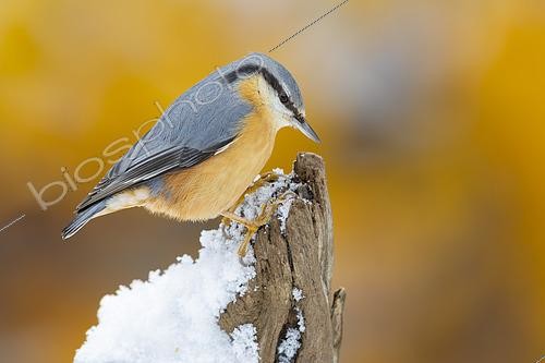 Biosphoto | 2610390 | Eurasian Nuthatch (Sitta europaea cisaplina), adult perched on an old trunk covered in snow, Campania, Italy | &copy; Saverio Gatto / Biosphoto