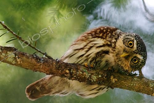 Biosphoto | 2554155 | Eurasian Pygmy Owl (Glaucidium passerinum) looking on a branch, Canton of Vaud, Switzerland | &copy; Christian Fosserat / Biosphoto