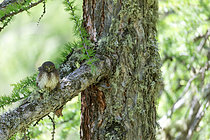 Biosphoto | 2619854 | Eurasian Pygmy Owl (Glaucidium passerinum) juvenile on an old pine tree, Écrins National Park, Alps, France. | &copy; Emile Barbelette / Biosphoto