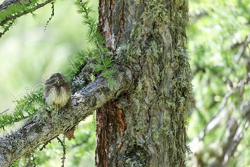Biosphoto | 2619854 | Eurasian Pygmy Owl (Glaucidium passerinum) juvenile on an old pine tree, Écrins National Park, Alps, France. | &copy; Emile Barbelette / Biosphoto