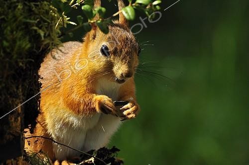Biosphoto | 911006 | Eurasian Red squirrel eating Martinselkonen Finland  | &copy; Pierre Vernay / Biosphoto