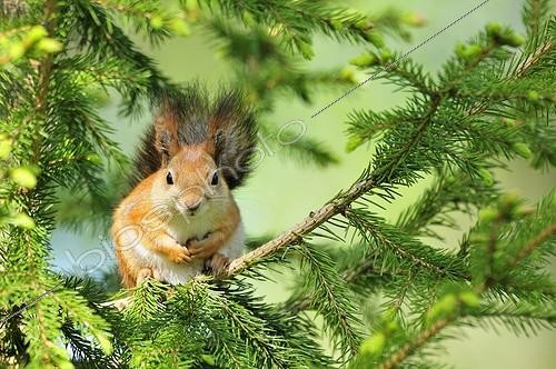 Biosphoto | 1085929 | Eurasian Red Squirrel in a tree in Finland | &copy; Pierre Vernay / Biosphoto