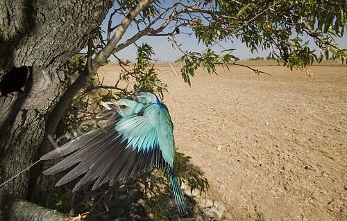 Biosphoto | 2148343 | Eurasian Roller (Coracias garrulus) adult arrives to its nest, with an insect on its beak, to feed its chicks. Hoya de Huesca, Spain | &copy; Jorge Ruiz del Olmo / Biosphoto