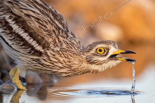 Biosphoto | 2480214 | Eurasian Stone-curlew (Burhinus oedicnemus) drinking, Castile-La Mancha, Spain | &copy; Oscar Diez / BIA / Biosphoto
