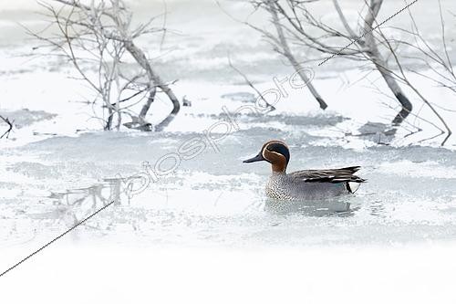 Biosphoto | 2610383 | Eurasian Teal (Anas crecca), side view of an adult male swimming in a lake partially covered in ice, Finnmark, Norway | &copy; Saverio Gatto / Biosphoto
