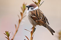 Biosphoto | 2628352 | Eurasian Tree Sparrow (Passer montanus), Kyushu Island, Japan. | &copy; Stéphan Bonneau / Biosphoto