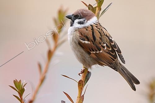 Biosphoto | 2628352 | Eurasian Tree Sparrow (Passer montanus), Kyushu Island, Japan. | &copy; Stéphan Bonneau / Biosphoto