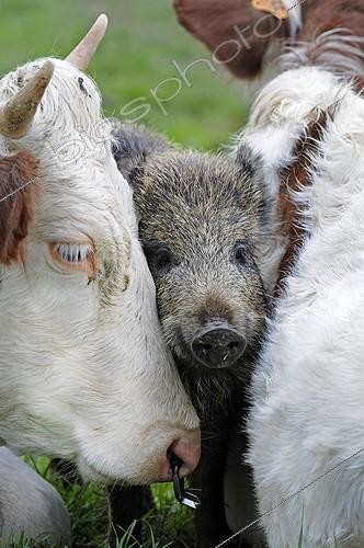 Biosphoto | 1781964 | Eurasian wild boar adopted by Cows France ; Female Wild Boar adopted by cows in the Haut-Doubs  | &copy; Dominique Delfino / Biosphoto
