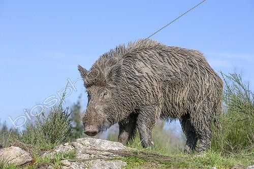 Biosphoto | 1987699 | Eurasian wild boar buck in a clearing - France  ; Private park | &copy; Sylvain Cordier / Biosphoto