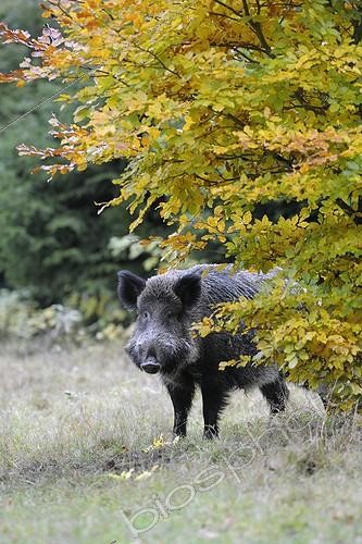 Biosphoto | 968319 | Eurasian Wild Boar in a clearing Germany | &copy; Michael Breuer / Biosphoto