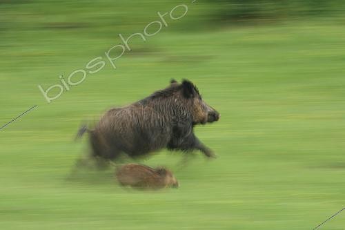 Biosphoto | 2087885 | Eurasian wild boar (Sus scrofa) female and young running, Ardennes, Belgium | &copy; Philippe Moës / Biosphoto