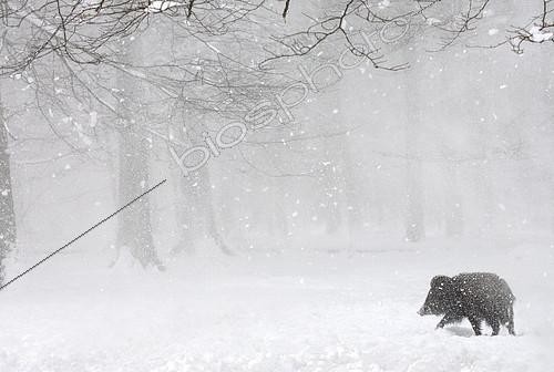 Biosphoto | 2087835 | Eurasian wild boar (Sus scrofa) in the snow in the forest, Ardennes, Belgium | &copy; Philippe Moës / Biosphoto