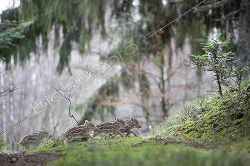 Biosphoto | 2304230 | Eurasian wild boar (Sus scrofa) pigglets in the undergrowth, Doller Valley, Kirchberg, Haut-Rhin, Alsace, France | &copy; Bruno Mathieu / Biosphoto