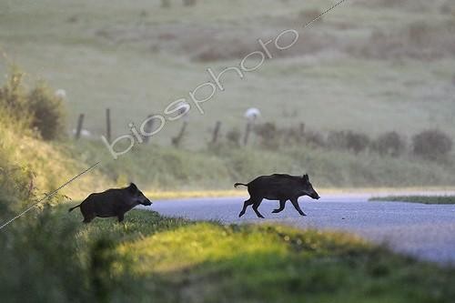 Biosphoto | 894419 | Eurasian Wild Pig crossing a country road at sunrise in june  | &copy; Fabrice Cahez / Biosphoto