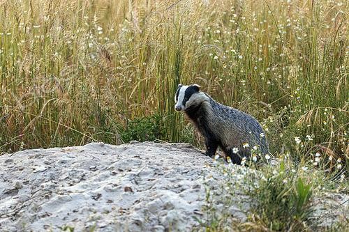 Biosphoto | 2610406 | European badger (Meles meles), in the Sado River estuary national reserve, Portugal. | &copy; Alain Roux / Biosphoto