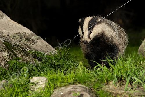 Biosphoto | 2627759 | European badger (Meles meles) moving among rocks and vegetation at night, Arroyo de la Luz, Cáceres, Spain | &copy; Pablo Barrena / Biosphoto