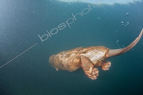 Biosphoto | 2172127 | European Beaver (Castor fiber) swimming underwater, Dead Arm of the Rhone River, Savoie, France | &copy; Rémi Masson / Biosphoto