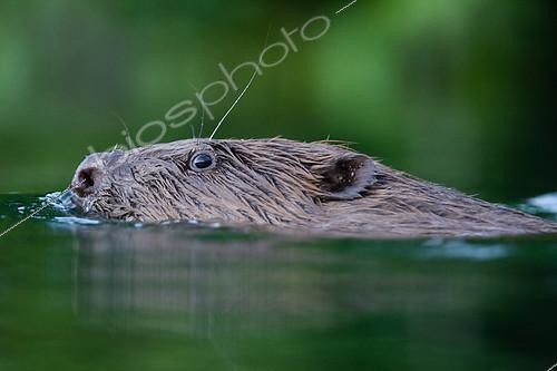 Biosphoto | 2090833 | European beaver (Castor fiber) swimming on the surface of a backwater of River Rhone, France, Savoie (73) | &copy; Rémi Masson / Biosphoto