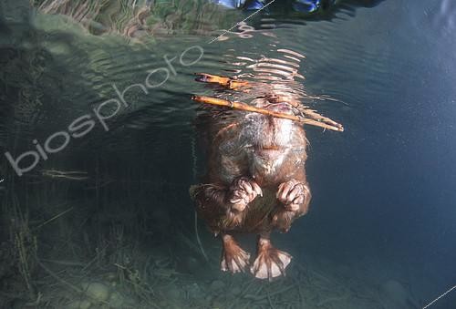 Biosphoto | 2172118 | European beaver (Castor fiber) swimming on the surface, Dead Arm of the Rhone River, Savoie, France | &copy; Rémi Masson / Biosphoto