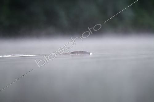 Biosphoto | 2172123 | European beaver (Castor fiber) swimming on the surface, in mist, Dead Arm of the Rhone River, Savoie, France | &copy; Rémi Masson / Biosphoto