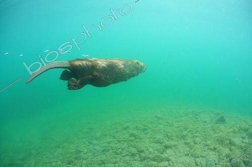 Biosphoto | 1460813 | European beaver swimming underwater in Savoie France | &copy; Rémi Masson / Biosphoto