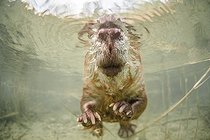 Biosphoto | 1973166 | European beaver underwater - Savoie France | &copy; Rémi Masson / Biosphoto