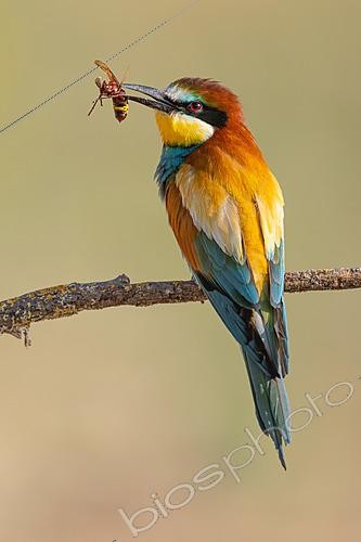 Biosphoto | 2627779 | European Bee-eater (Merops apiaster) holding an Asian hornet (Vespa velutina), an invasive species, in its bill, Jerez de la frontera, Cádiz, Spain | &copy; Pablo Barrena / Biosphoto