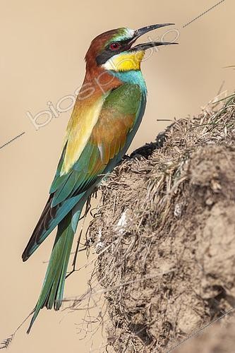 Biosphoto | 2613827 | European bee-eater (Merops apiaster) on a sandy cliff, Regional Natural Park of the Alpilles, France. | &copy; Emile Barbelette / Biosphoto