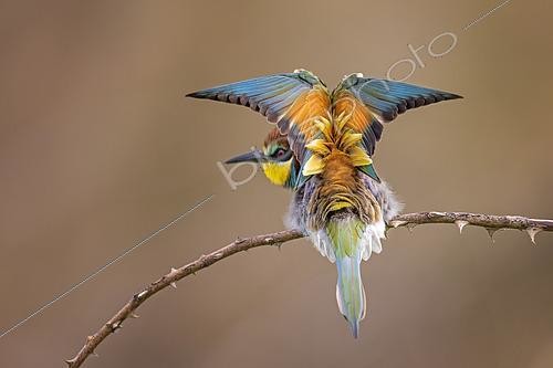 Biosphoto | 2570478 | European Bee-eater (Merops apiaster) perched on a branch, Saxony-Anhalt, Germany | &copy; Thomas Hinsche / BIA / Biosphoto