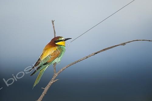 Biosphoto | 2030330 | European Bee-eater on a branch - France | &copy; Thierry Le Quay / Biosphoto