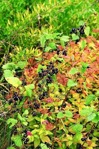 Biosphoto | 917218 | European black currant in fruit in a garden | &copy; Frédéric Didillon / Biosphoto