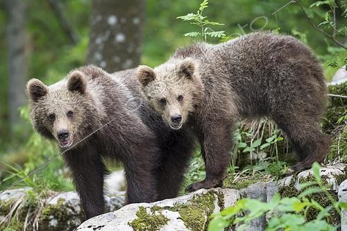 Biosphoto | 2393189 | European brown bear (Ursus arctos arctos), two young siblings, Notranjska Region, Slovenia, Europe | &copy; Robert Haasmann / imageBROKER / Biosphoto