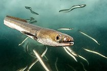 Biosphoto | 2559404 | European eel (Anguilla anguilla), Port of Sète, Hérault, Occitanie, France | &copy; Mathieu Foulquié / Biosphoto