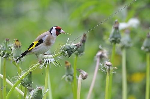 Biosphoto | 998758 | European Goldfinch eating seeds Dandelion France | &copy; Guy Piton / Biosphoto