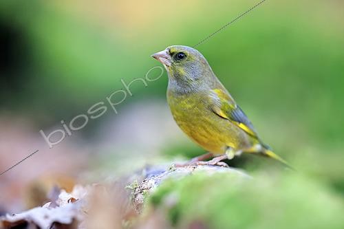 Biosphoto | 2621602 | European Greenfinch (Chloris chloris) male on a stump in the forest, France. | &copy; Christophe Perelle / Biosphoto