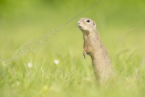 Biosphoto | 2126250 | European ground squirrel (Spermophilus citellus), National Park Lake Neusiedl, Burgenland, Austria, Europe | &copy; Robert Haasmann / imageBROKER / Biosphoto