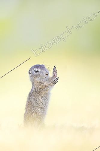 Biosphoto | 2622205 | European Ground Squirrel (Spermophilus citellus) standing upright in meadow with paws up in the air, Austria | &copy; Marion Vollborn / BIA / Biosphoto