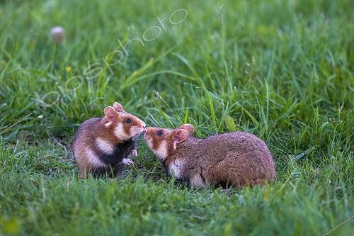 Biosphoto | 2610340 | European hamster (Cricetus cricetus), pair in a meadow, Neusiedlsee National Park, Austria. | &copy; Emile Barbelette / Biosphoto