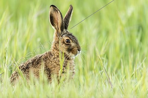 Biosphoto | 2141289 | European hare (Lepus europaeus) in a field in spring, Rougemont, Burgundy, France | &copy; Gilles Ménanteau / Biosphoto