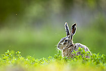 Biosphoto | 2626696 | European hare (Lepus europaeus) in the grass, Slovakia. | &copy; Ervin Horesnyík / Biosphoto