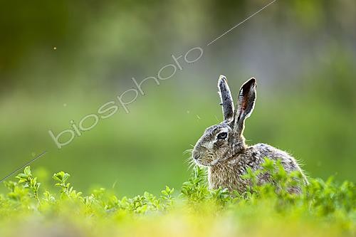 Biosphoto | 2626696 | European hare (Lepus europaeus) in the grass, Slovakia. | &copy; Ervin Horesnyík / Biosphoto