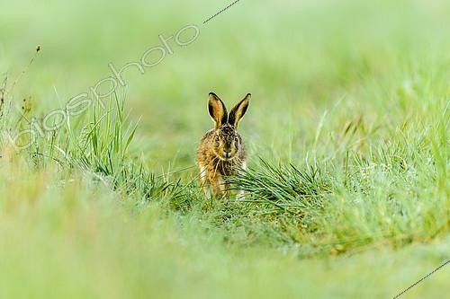 Biosphoto | 2141287 | European hare (Lepus europaeus) running in a field in spring, Rougemont, Burgundy, France | &copy; Gilles Ménanteau / Biosphoto