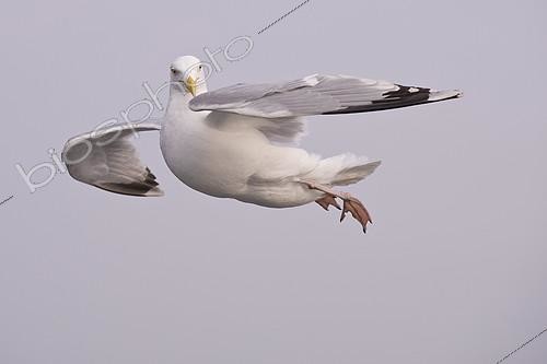Biosphoto | 2413662 | European Herring Gull (Larus argentatus) flying, Texel, Netherlands | &copy; Willi Rolfes / BIA / Biosphoto