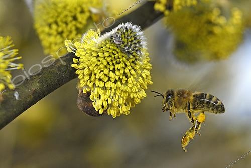 Biosphoto | 2479523 | European honey bee (Apis mellifera) in flight over Willow marsault (Salix caprea), collecting pollen on male flowers in March, bank of pond, Eloie, Territoire de Belfort, France | &copy; Denis Bringard / Biosphoto
