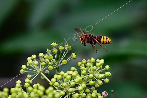Biosphoto | 2613985 | European hornet (Vespa crabro) in flight in front of climbing ivy flowers, Jean-Marie Pelt Botanical Garden, Nancy, Lorraine, France. | &copy; Stéphane Vitzthum / Biosphoto