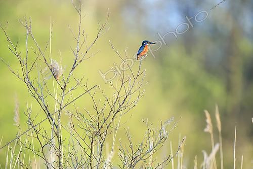 Biosphoto | 2620911 | European kingfisher (Alcedo atthis) male perched on a willow, waiting to fish in a marsh, Normandy, France. | &copy; Christophe Perelle / Biosphoto