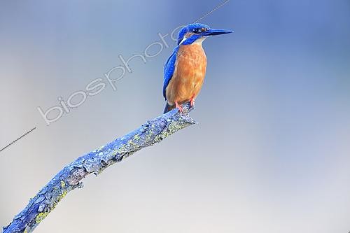 Biosphoto | 2620913 | European kingfisher (Alcedo atthis) male perched to fish in a marsh, Normandy, France. | &copy; Christophe Perelle / Biosphoto