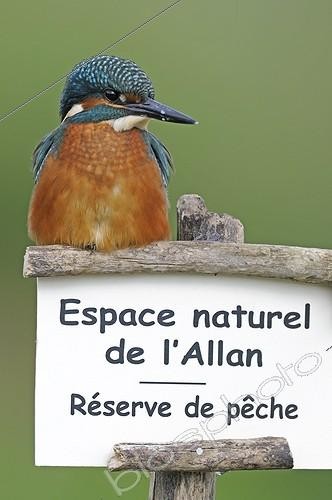 Biosphoto | 1443221 | European Kingfisher on a panel reserve Allan France  | &copy; Dominique Delfino / Biosphoto