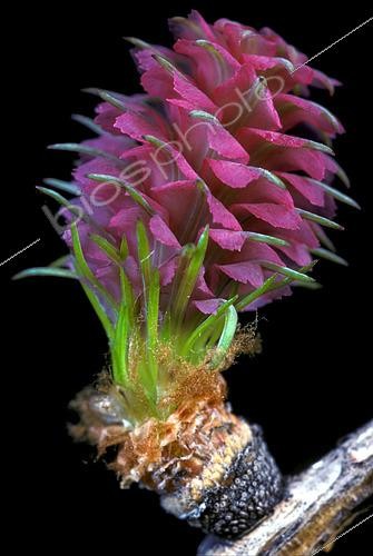 Biosphoto | 2549041 | European larch (Larix decidua) female cone | &copy; Jean-Claude Louchet / Biosphoto